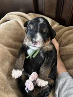 Punk - Standard Size, a male Golden Mountain Doodle for sale in Madison, OH – Photo 2 of 5