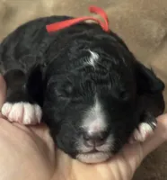 Tank, a male Golden Mountain Doodle for sale in Madison, OH – Photo 2 of 3