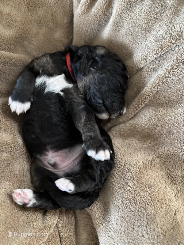 Tank – Golden Mountain Doodle puppy for sale in Madison, OH