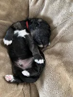 Tank, a male Golden Mountain Doodle for sale in Madison, OH – Photo 1 of 3