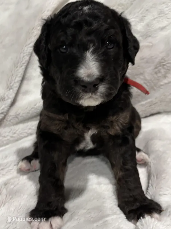 Tank- Standard Size – Golden Mountain Doodle puppy for sale in Madison, OH