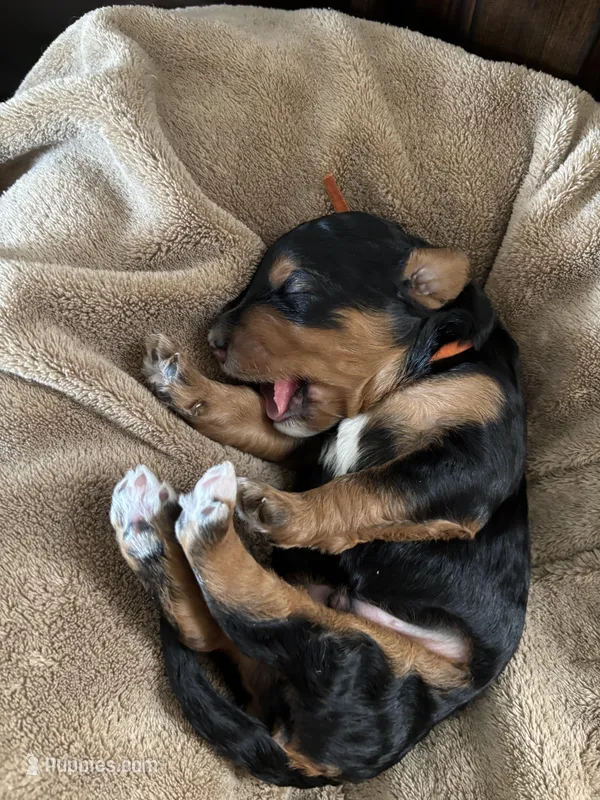 Oakley – Golden Mountain Doodle puppy for sale in Madison, OH