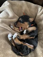 Oakley, a male Golden Mountain Doodle for sale in Madison, OH – Photo 1 of 3