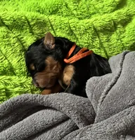 Oakley, a male Golden Mountain Doodle for sale in Madison, OH – Photo 2 of 3