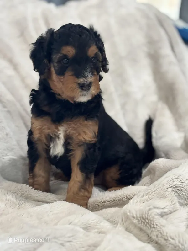 Oakley - Standard Size – Golden Mountain Doodle puppy for sale in Madison, OH