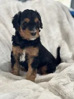 Oakley - Standard Size, a male Golden Mountain Doodle for sale in Madison, OH – Photo 1 of 5