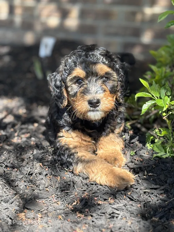 Oakley - Standard Size – Goldendoodle, Bernedoodle puppy for sale in Madison, OH