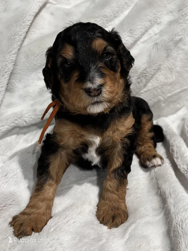 Oakley - Standard Size – Golden Mountain Doodle puppy for sale in Madison, OH