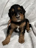 Oakley - Standard Size, a male Golden Mountain Doodle for sale in Madison, OH – Photo 2 of 5