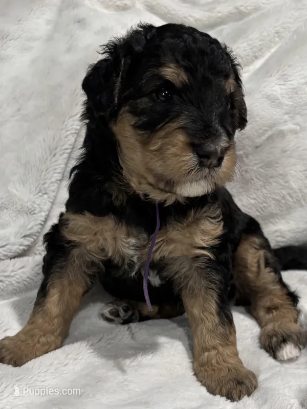 Charlie - Standard Size – Golden Mountain Doodle puppy for sale in Madison, OH