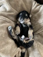 Charlie - Standard Size, a male Golden Mountain Doodle for sale in Madison, OH – Photo 2 of 4