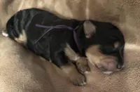 Charlie - Standard Size, a male Golden Mountain Doodle for sale in Madison, OH – Photo 3 of 4