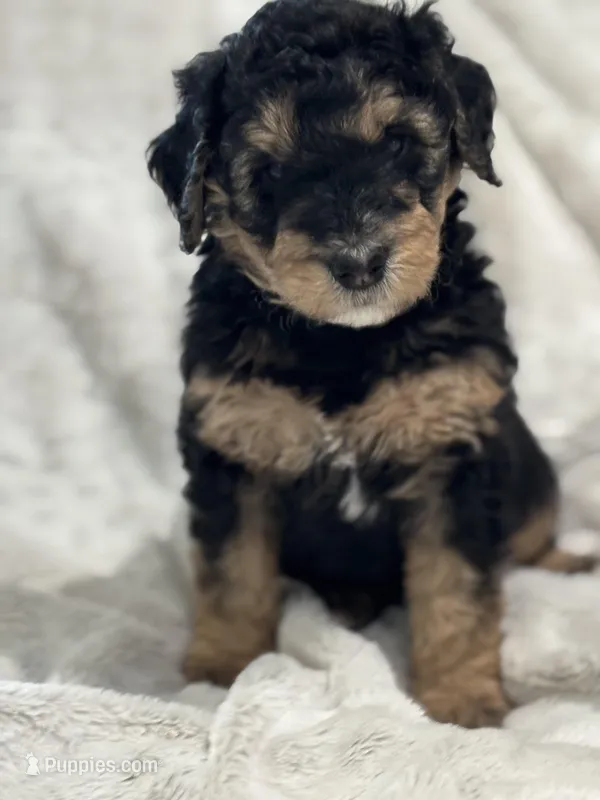 Charlie - Standard Size, a male Golden Mountain Doodle for sale in Madison, OH – Photo 1 of 5