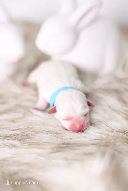 Blue Boy – Maltipoo, Maltese puppy for sale in Industry, CA
