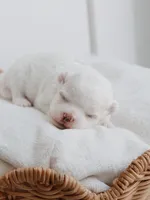 Latte, a female Maltese for sale in City Of Industry, CA – 2 of 8