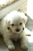 Yellow Lady, a female Maltipoo and Maltese for sale in City Of Industry, CA – 3 of 4