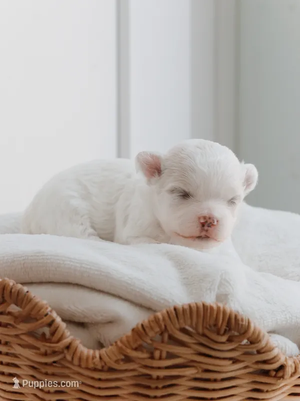 Latte – Maltese puppy for sale in City Of Industry, CA