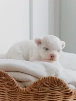 Latte, a female Maltese for sale in City Of Industry, CA – 1 of 8