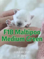 Medium Green, a male Maltipoo and Maltese for sale in City Of Industry, CA – 1 of 5