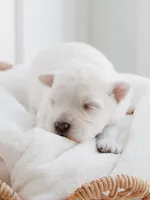 Cano, a male Maltese for sale in City Of Industry, CA – 3 of 8