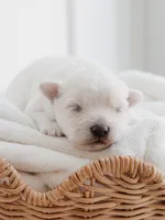 Cano, a male Maltese for sale in City Of Industry, CA – 1 of 8