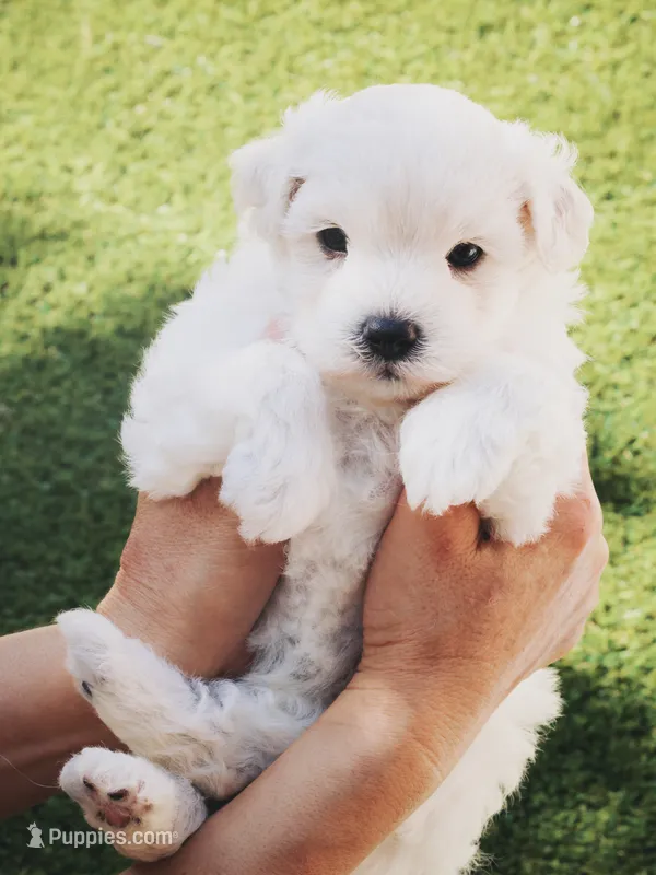 Cano – Maltese puppy for sale in City Of Industry, CA