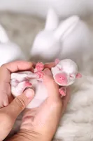 Pink Lady, a female Maltipoo and Maltese for sale in Industry, CA – 2 of 5
