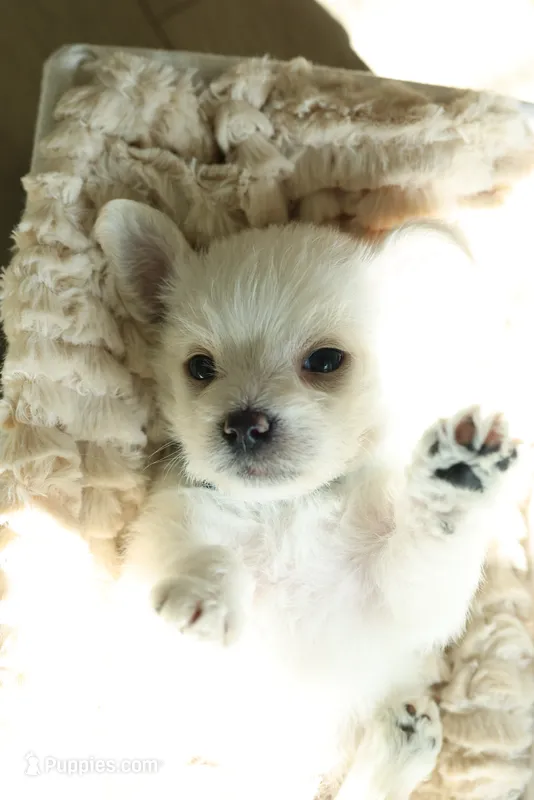 Blue Boy – Maltipoo, Maltese puppy for sale in City Of Industry, CA
