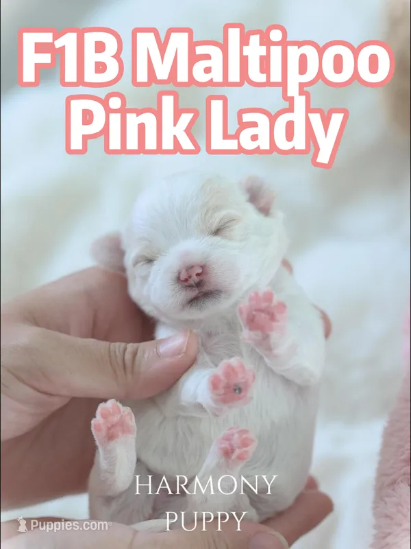 Pink Lady – Maltipoo, Maltese puppy for sale in City Of Industry, CA