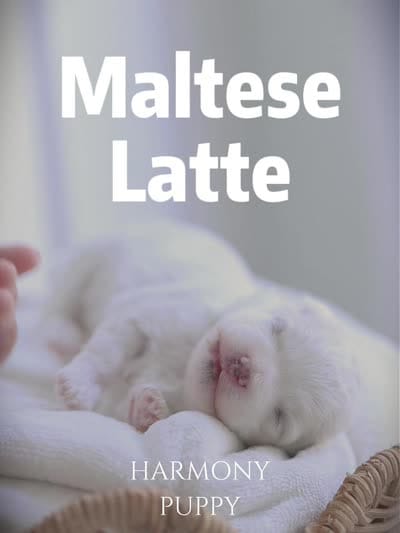 Latte, a female Maltese for sale in City Of Industry, CA – 8 of 8