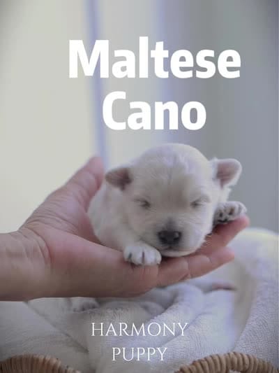 Cano, a male Maltese for sale in City Of Industry, CA – 8 of 8