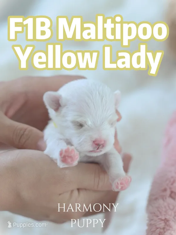 Yellow Lady – Maltipoo, Maltese puppy for sale in City Of Industry, CA