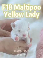 Yellow Lady, a female Maltipoo and Maltese for sale in City Of Industry, CA – 4 of 4