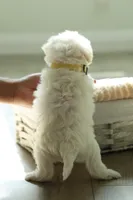 Yellow Lady, a female Maltipoo and Maltese for sale in City Of Industry, CA – 2 of 4