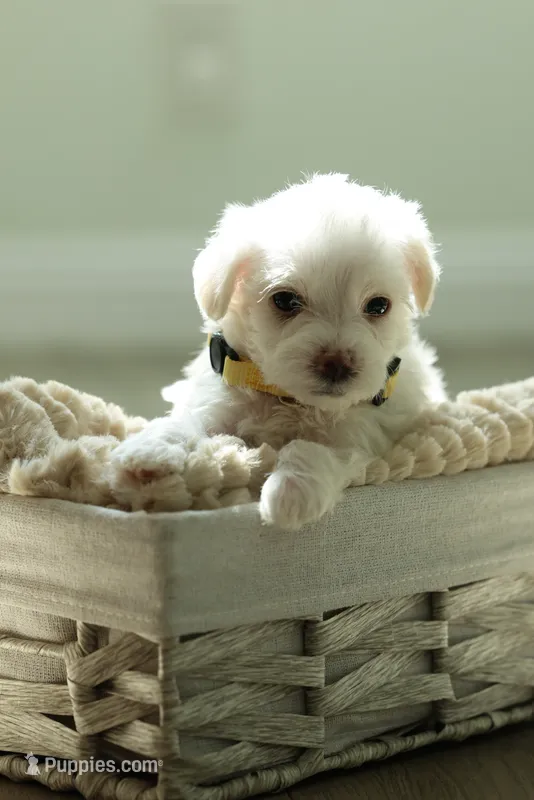 Yellow Lady – Maltipoo, Maltese puppy for sale in City Of Industry, CA