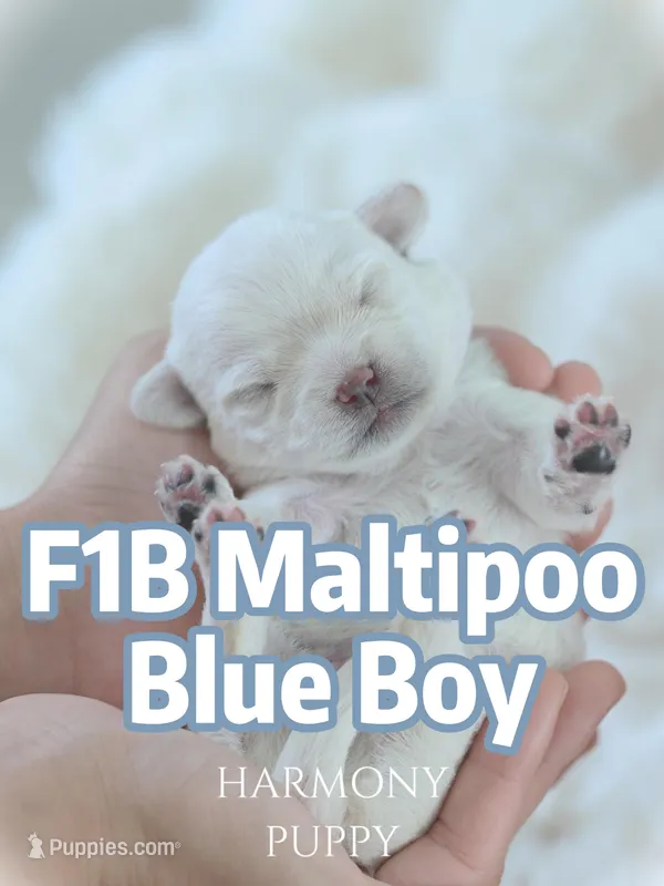 Blue Boy – Maltipoo, Maltese puppy for sale in City Of Industry, CA