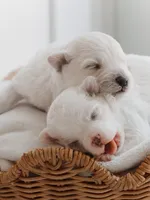Latte, a female Maltese for sale in City Of Industry, CA – 4 of 8