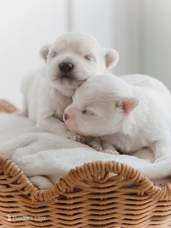 Cano – Maltese puppy for sale in City Of Industry, CA