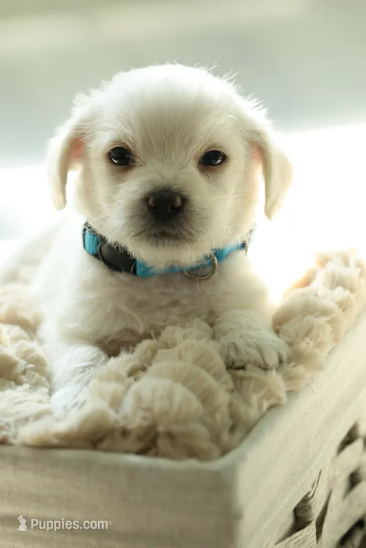 Blue Boy – Maltipoo, Maltese puppy for sale in City Of Industry, CA