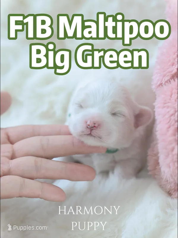 Big Green – Maltipoo, Maltese puppy for sale in City Of Industry, CA