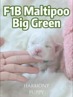 Big Green, a female Maltipoo and Maltese for sale in City Of Industry, CA – 1 of 5