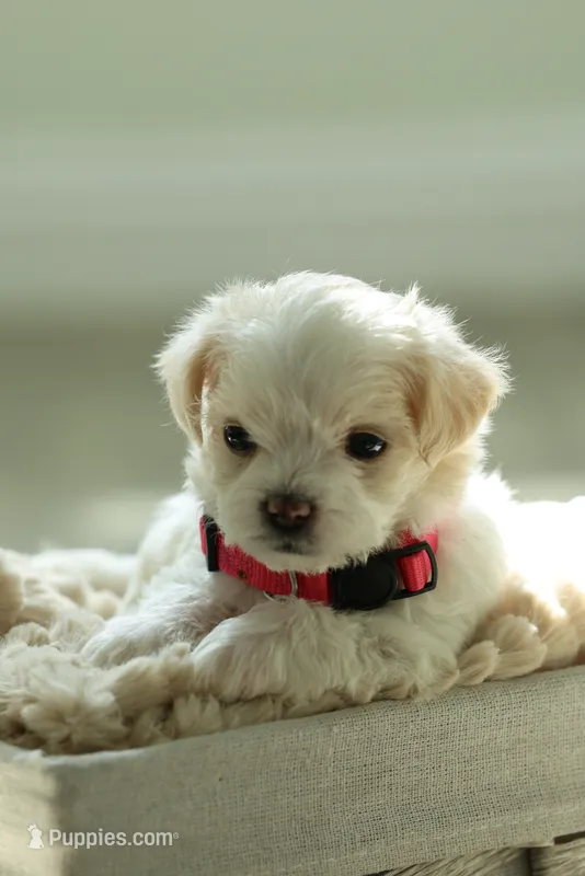 Pink Lady – Maltipoo, Maltese puppy for sale in City Of Industry, CA
