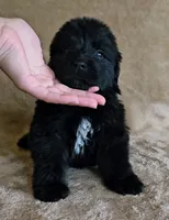 Female 5, a female Newfoundland for sale in Cambridge, NE – 4 of 4