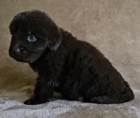 Female 4, a female Newfoundland for sale in Cambridge, NE – 3 of 5