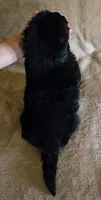 Male 7, a male Newfoundland for sale in Cambridge, NE – 3 of 4