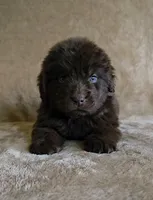 Female 2, a female Newfoundland for sale in Cambridge, NE – 2 of 5