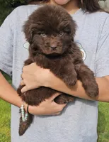 Male 6, a male Newfoundland for sale in Cambridge, NE – 2 of 7