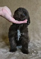 Female 4, a female Newfoundland for sale in Cambridge, NE – 5 of 5