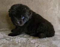 Male 6, a male Newfoundland for sale in Cambridge, NE – 4 of 5