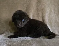 Female 2, a female Newfoundland for sale in Cambridge, NE – 4 of 5